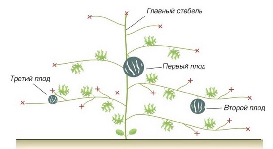 Дыни в теплице выращивание формирование куста схема